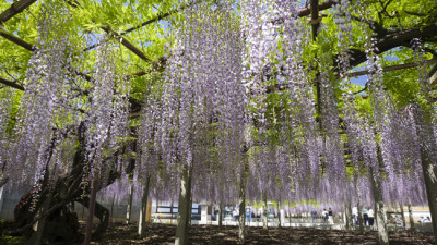 長泉寺の藤