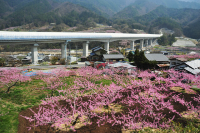 山梨の桃の花とリニア実験線のコラボレーションイメージ画像