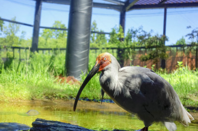 新潟の動物園 <br>トキのイメージ画像