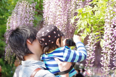 札幌の藤の花の名所に子連れでおでかけのイメージ
