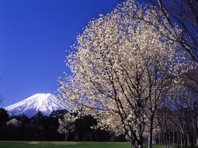 富士山と桜を楽しむふじさくら祭りのイメージ画像