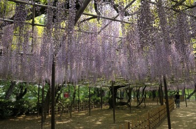 藤棚の名所岡崎公園の画像