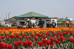 チューリップ公園宮城県道の駅米山の画像