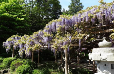 藤の花、癒される、金蛇水神社の画像