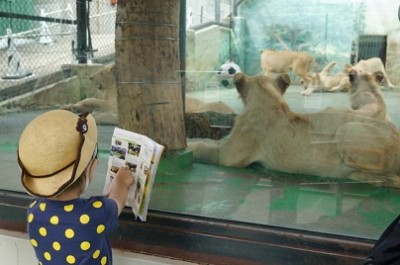 動物園、4月19日、ライオンの画像