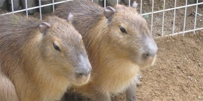 大阪、動物園、カピバラの画像
