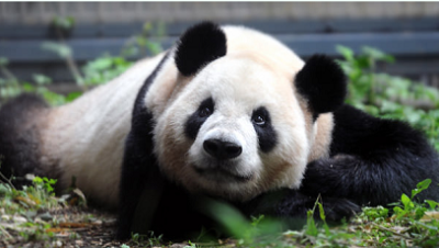 動物園、4月19日、パンダの画像