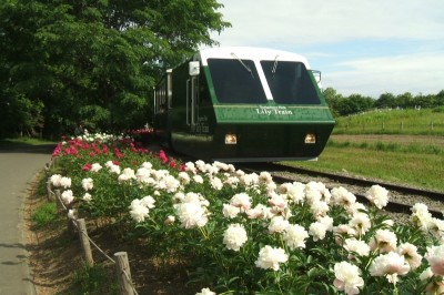 百合が原公園の藤の花の画像