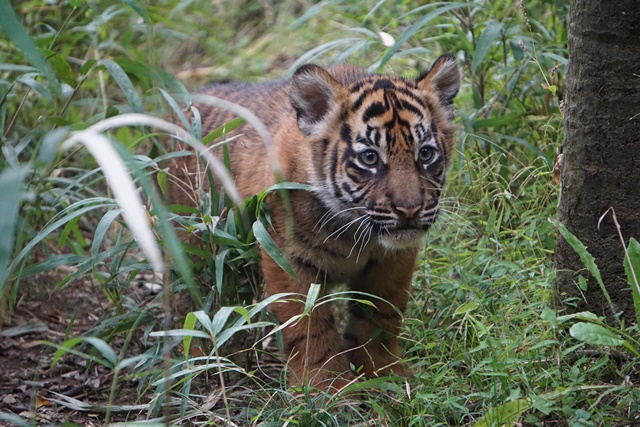 動物園神奈川ズーラシアの画像