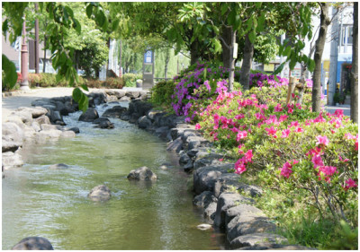 つつじの花が見られる一之江境川親水公園のイメージ画像