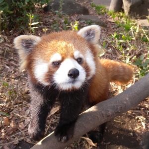動物園神奈川夢見ヶ崎動物公園の画像