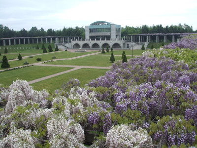 前田森林公園の藤の花の画像