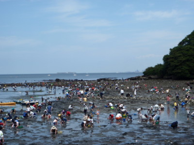 神奈川県の潮干狩り_走水海岸の画像