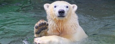 大阪、動物園、シロクマの画像