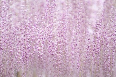 藤の花、癒される、藤の花の画像