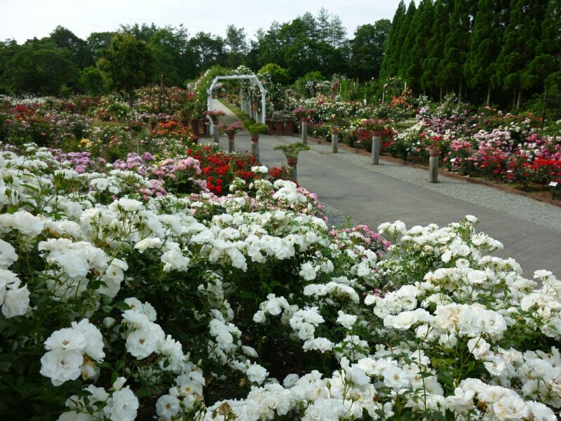 バラ公園広島安芸高田市の画像