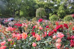 福岡市植物園のバラの画像