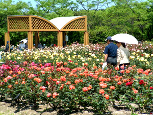 海の中道海浜公園のバラの画像