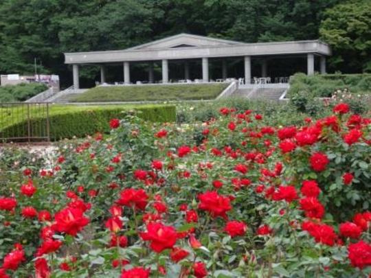 バラ園東京神代植物公園の画像