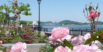 バラ、名所、祭り、イベント、見頃、ヴェルニー公園の画像