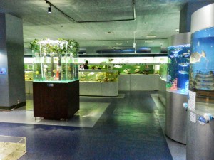 子連れが楽しめる東京タワー水族館の内観画像