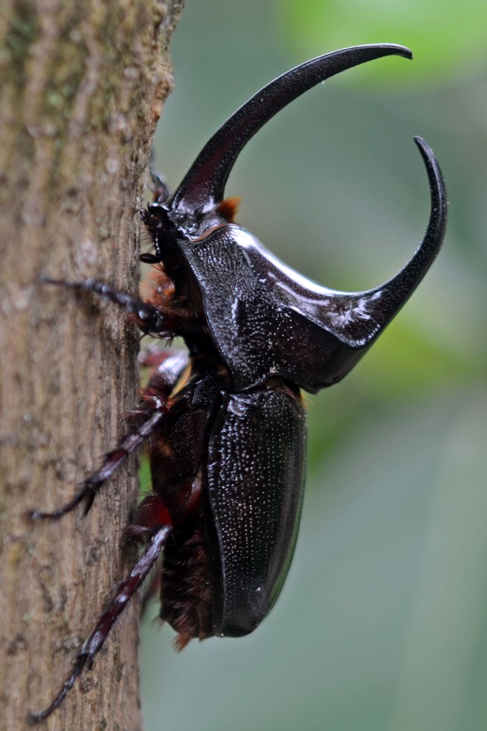 都内にカブトムシの採集ができる公園が早朝がおすすめの画像