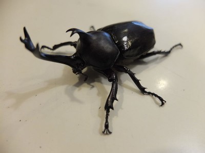 都内でカブトムシを採集できる公園。林試の森公園のイメージ画像