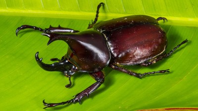 都内でカブトムシが採集できるイメージ画像