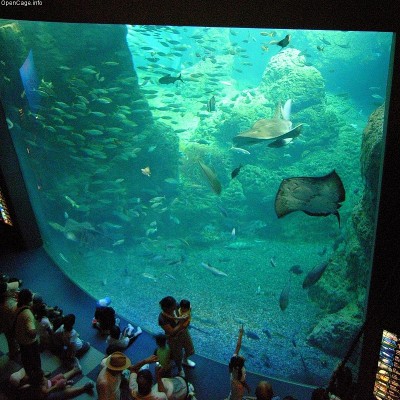 子どもに人気の新江ノ島水族館の巨大な水槽を見る子ども達の画像