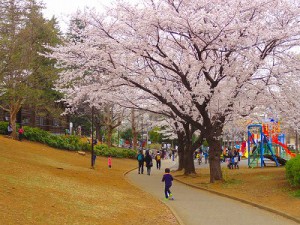 cherry blossom