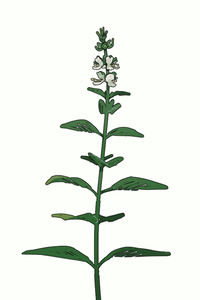 Small basil