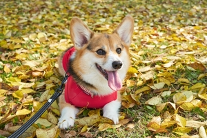 Small img 2875