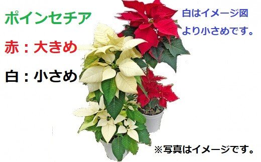 ポインセチア2段仕立 赤白2鉢セット 愛知県蟹江町 ふるさと比較