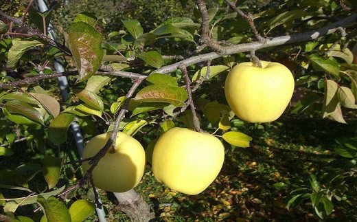 45v 1 超プレミアムりんご カシオペア スーパープレミアム冬恋 2 数量限定 岩手県二戸市 ふるさと比較