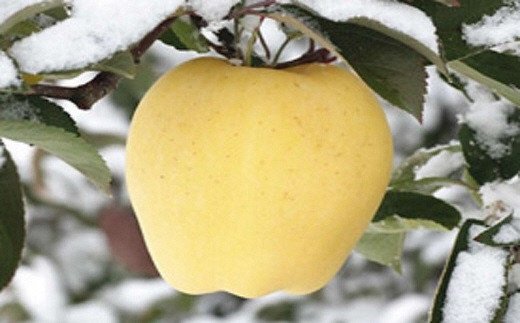 15a 12 高級りんご カシオペア 冬恋はるか 2 5 数量限定 岩手県二戸市 ふるさと比較