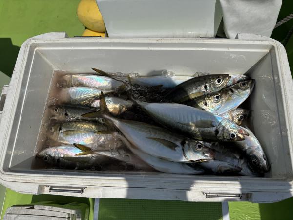 小川丸｜ショートアジ船2隻目