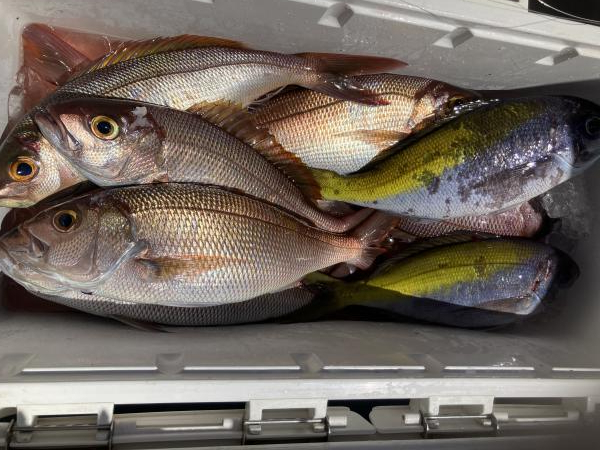 【中古】 宇佐美魚目/花神社/宇佐美魚目 楽天市場】宇佐美 魚目の通販