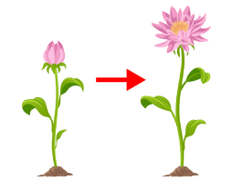 ［花が］咲きます