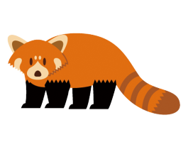 レッサーパンダ