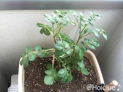 倒れそうなので割り箸で支えてもらったよ。花はもう少しかな? 倒れそうなので割り箸で支えてもらったよ。花はもう少しかな?
