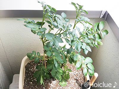 身長は60cmまで伸びましたが、花のツボミもまだありません。 身長は60cmまで伸びましたが、花のツボミもまだありません。