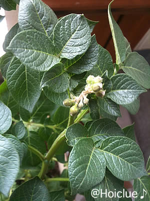 やっと花のつぼみを発見しました! 収穫はおそらく7月下旬ころかな。 やっと花のつぼみを発見しました! 収穫はおそらく7月下旬ころかな。
