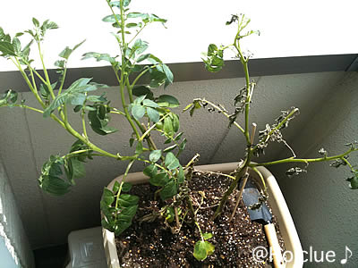 水をあげすぎたのか、右側が枯れてきてしまいました……。どうしよう。 水をあげすぎたのか、右側が枯れてきてしまいました……。どうしよう。