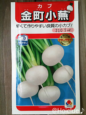 金町小蕪 金町小蕪