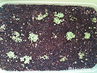 8割くらいは芽が出てきたかな 8割くらいは芽が出てきたかな