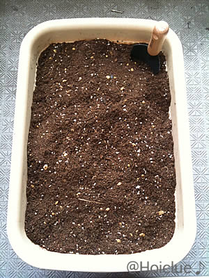 種イモを植えたプランター 種イモを植えたプランター