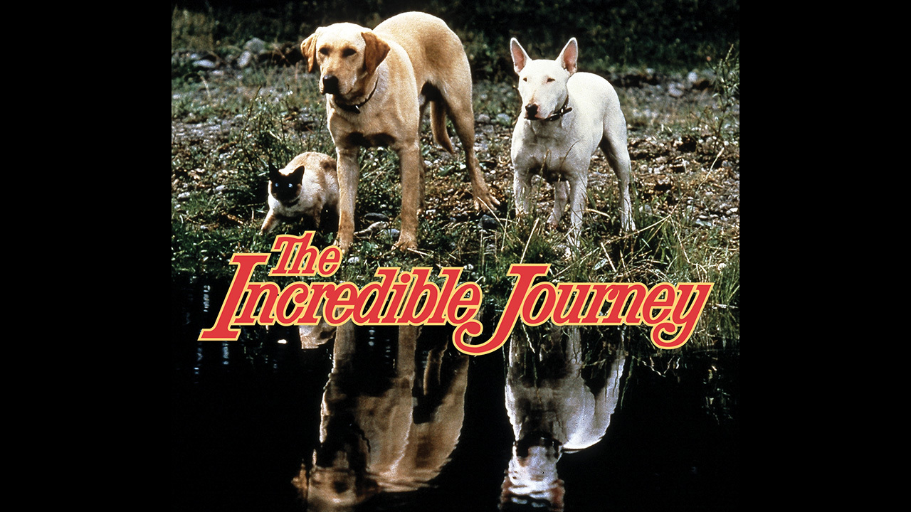 三匹荒野を行く　バーンフォード原作　世界の動物名作 Amazon.co.jp: 三匹荒野を行く [DVD] : エミール・ジェネスト