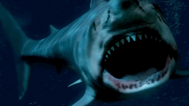 シャークゾーン