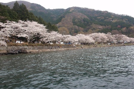 美しいマキノ・桜守の会