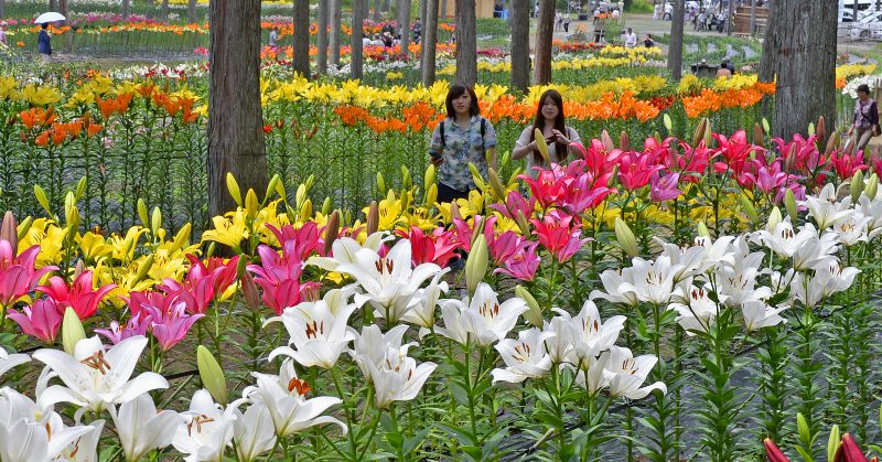 谷汲ゆり園